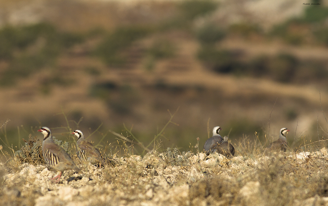 Chukar